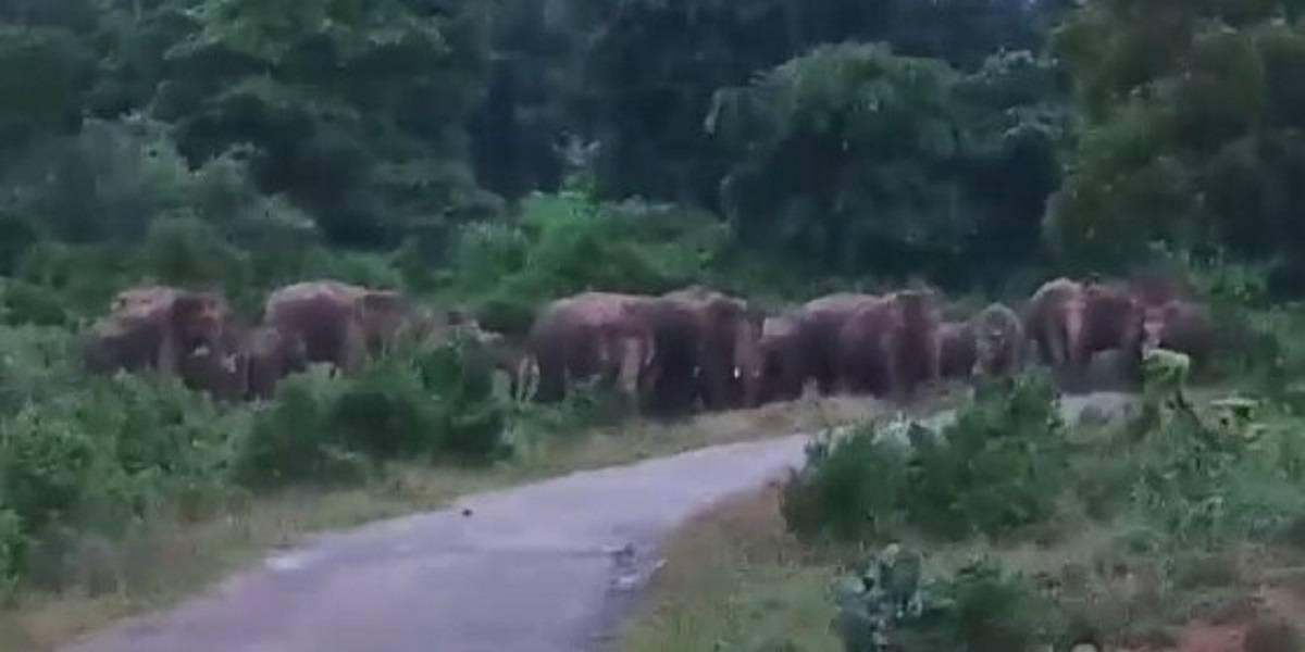 वन विभाग हरकत में आई, हाथी भगाओ टीम तमाड़ के जंगलों में घुसी 1 हाथी मेरे साथी