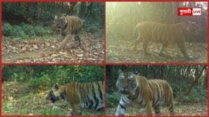 दलमा टाइगर