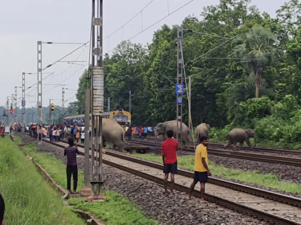 रेलवे ट्रैक बना तीन निर्दोष हाथियों की कब्र, जमशेदपुर-बंगाल सीमा पर दिल दहला देने वाला हादसा 7 image 18