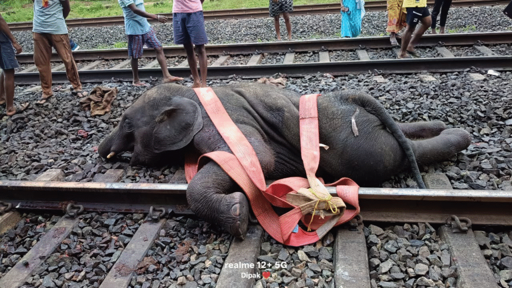 रेलवे ट्रैक बना तीन निर्दोष हाथियों की कब्र, जमशेदपुर-बंगाल सीमा पर दिल दहला देने वाला हादसा 29 image 20