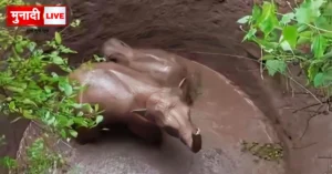 Elephant Rescue