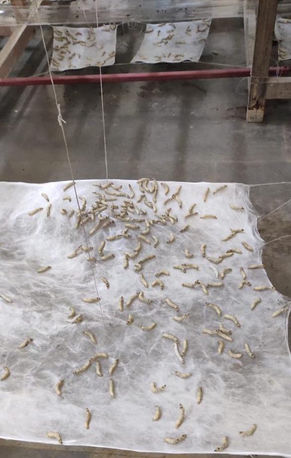 WhatsApp Image 2026 02 01 at 15.16.05 1