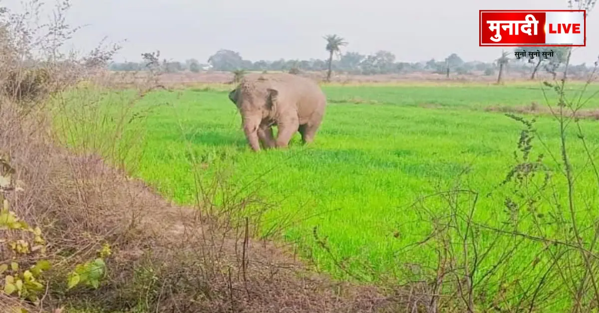 Wild Elephant