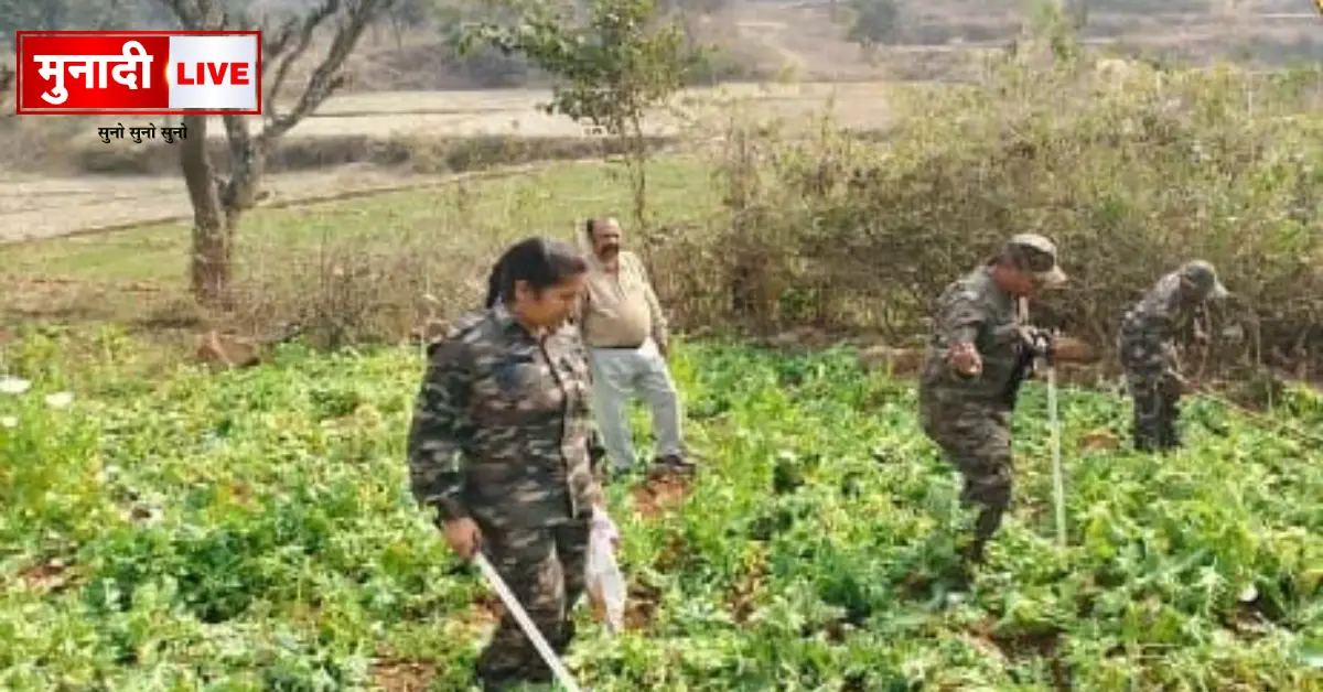 Opium Farming