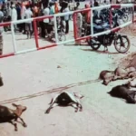 Livestock Death