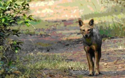 Pakur Jackal Attack