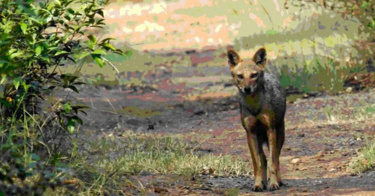 Pakur Jackal Attack