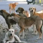 Supreme Court Dangerous Dogs Order