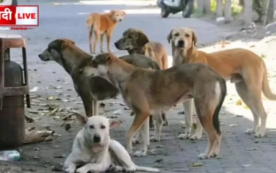 Supreme Court Dangerous Dogs Order