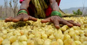 Benefits of Mahua
