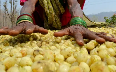 Benefits of Mahua