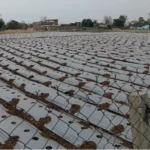 Drip irrigation