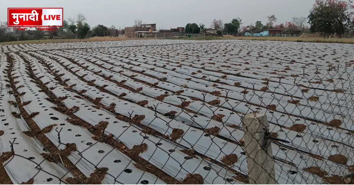 Drip irrigation