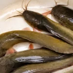 Jharkhand State Fish Magur