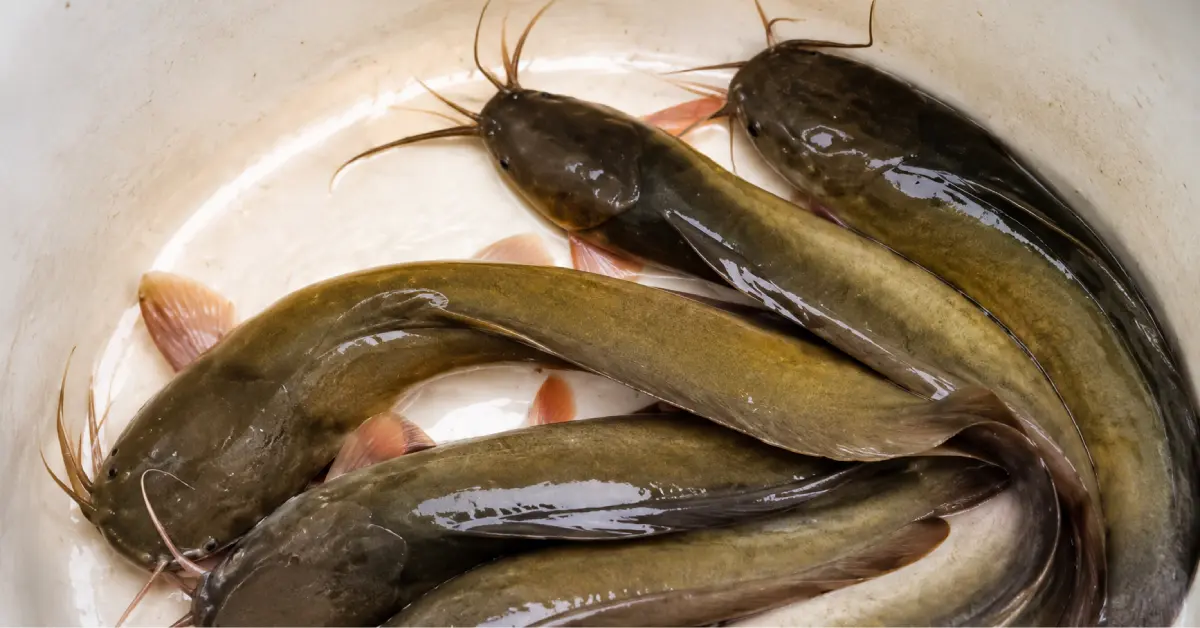 Jharkhand State Fish Magur