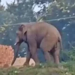 Sinjo Elephant Attack