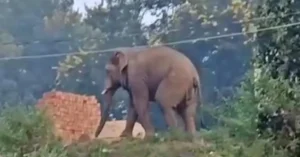 Sinjo Elephant Attack