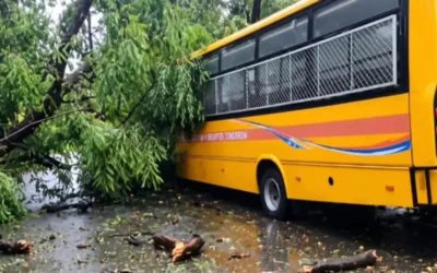 Tree falls on Ranchi school bus