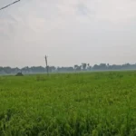 रजौली में लगातार बारिश और तेज हवाओं से जनजीवन प्रभावित