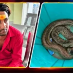 Ranchi Red Sand Boa snake