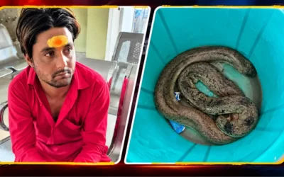 Ranchi Red Sand Boa snake