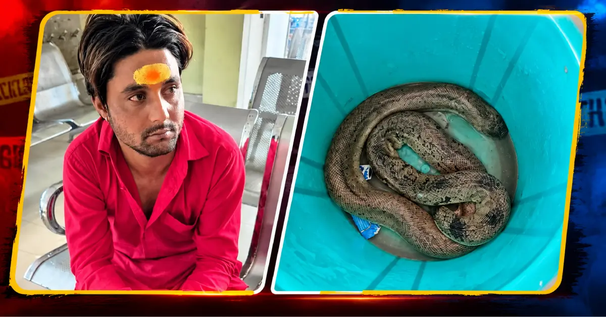 Ranchi Red Sand Boa snake