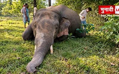 Ranka wild elephant death