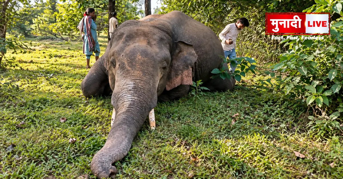 Ranka wild elephant death